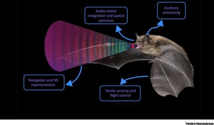Are bats afraid of light?