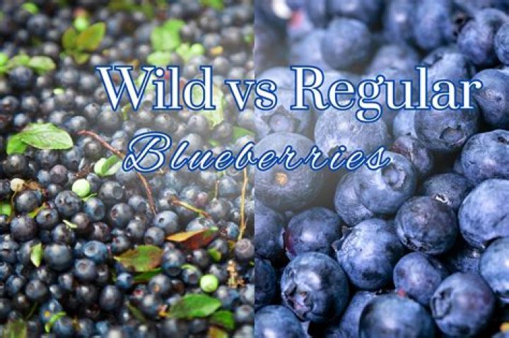 Are blueberries better than grapes?