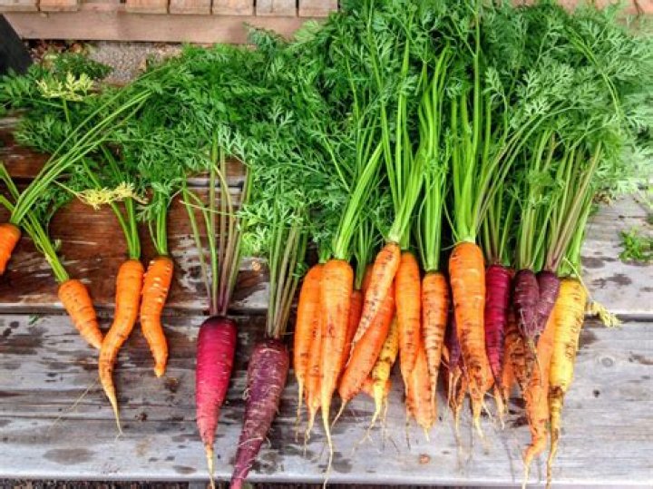 Are carrots good for horses?