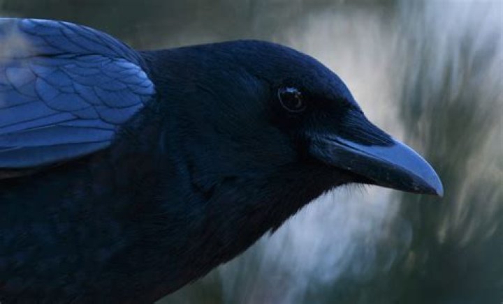 Are crows evil?