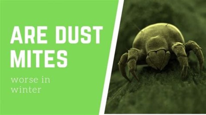 Are dust mites worse in winter?