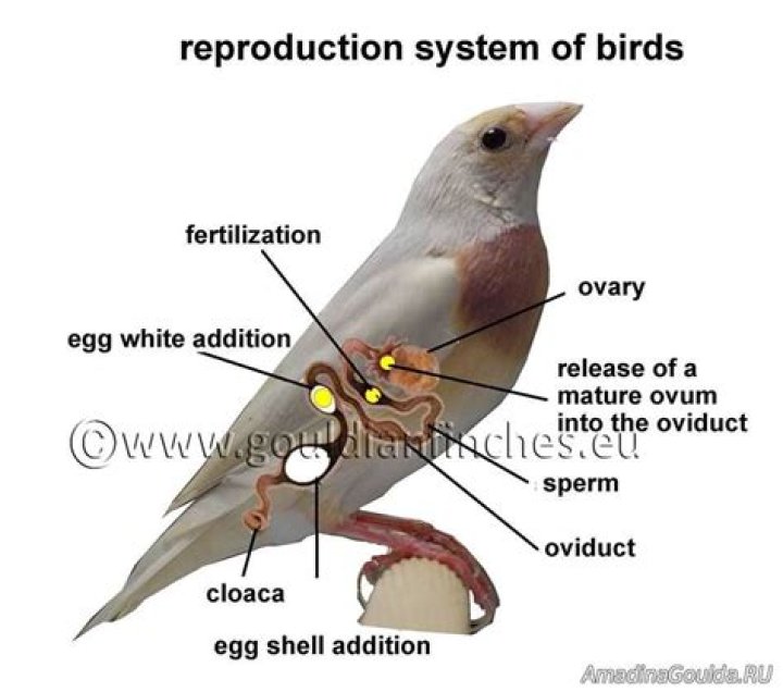 Are eggs bird periods?
