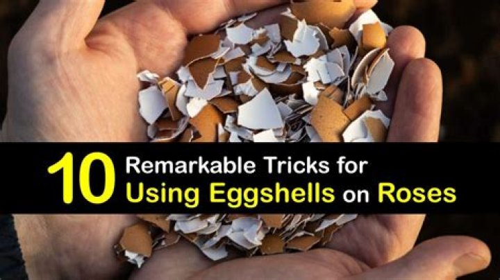 Are eggshells good for roses?