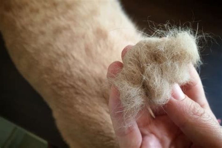 Are hairballs painful for cats?