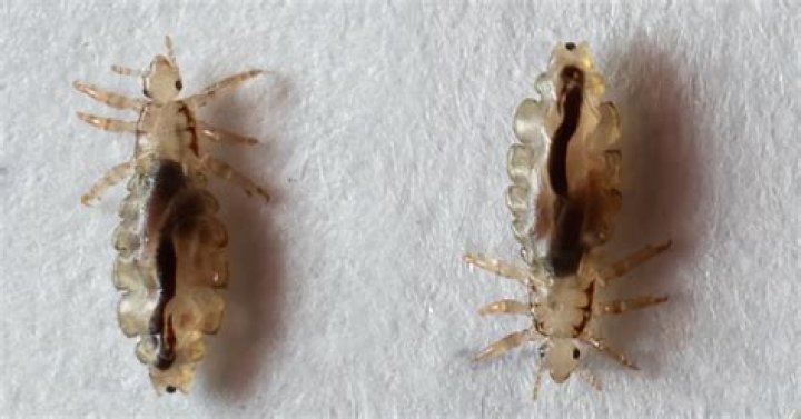 Are lice asexual?