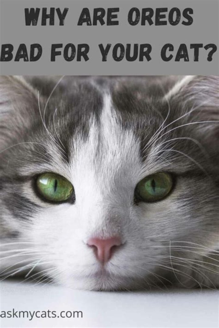 Are Oreos bad for cats?