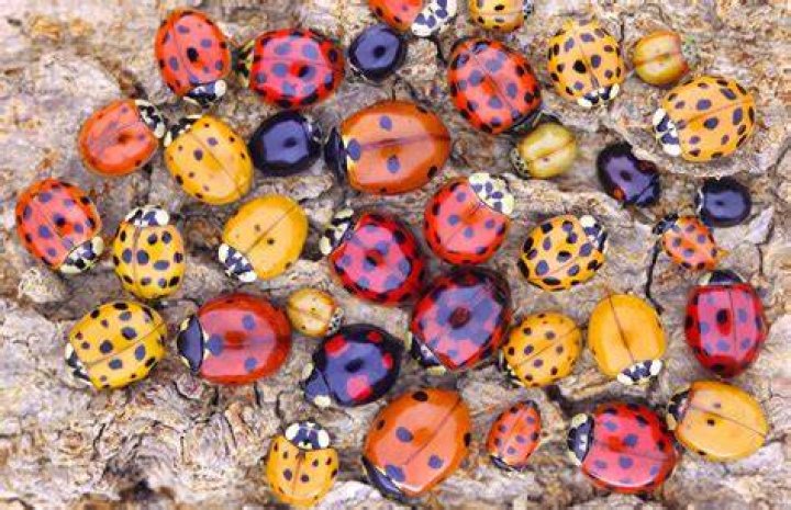 Are Rainbow ladybugs real?