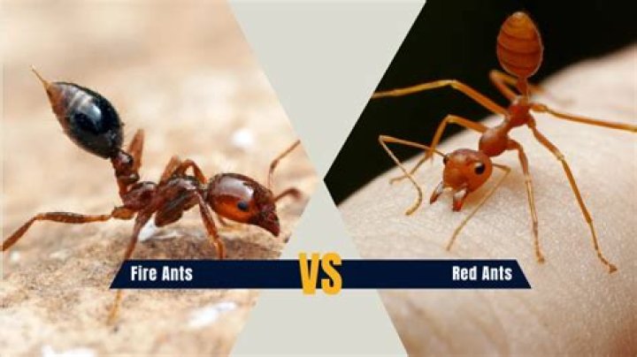 Are red ants and fire ants the same?