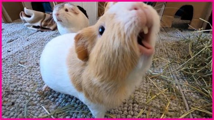 Are squealing guinea pigs happy?