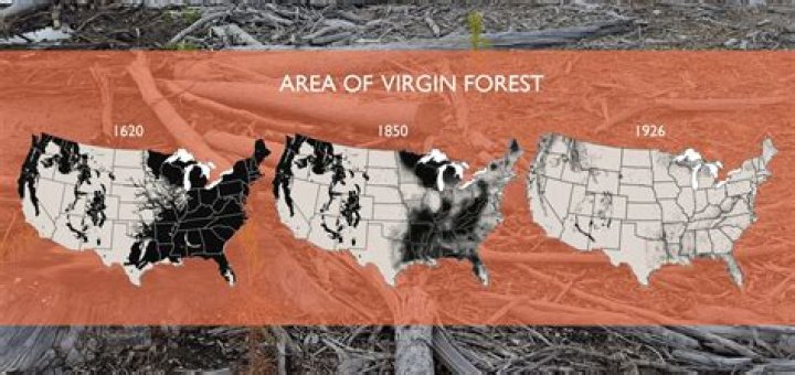 Are there any virgin forests left?