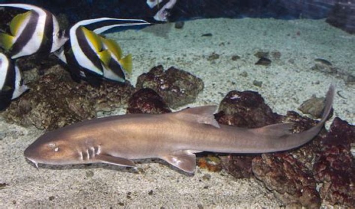Are there sharks in Phu Quoc?