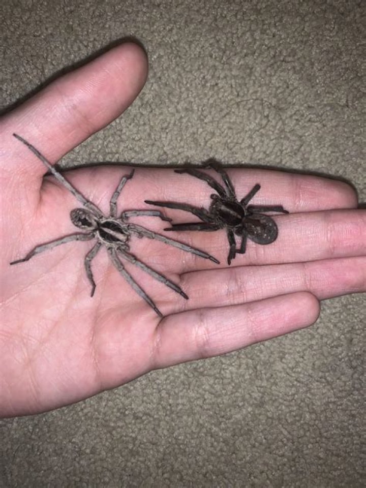 Are wolf spiders Harry?