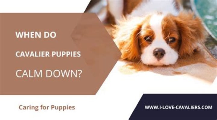 At what age do puppies start calming down?