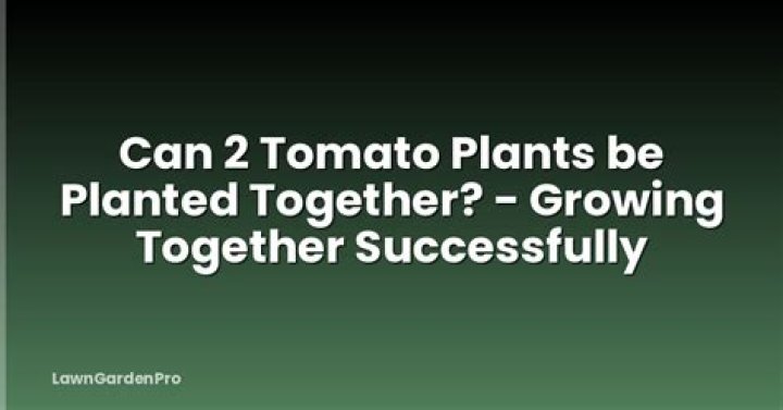 Can 2 tomato plants be planted together?
