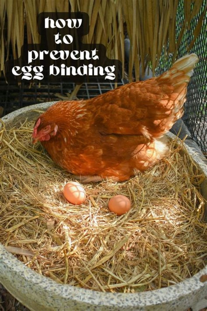 Can a chicken get an egg stuck?