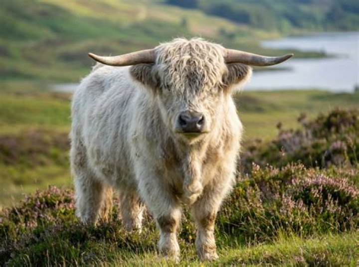 Can a cow bite you?