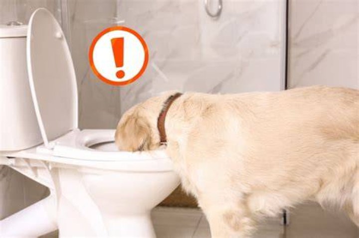 Can a dog get sick from drinking toilet water?