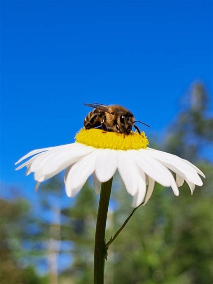 Can a human outrun a bee?
