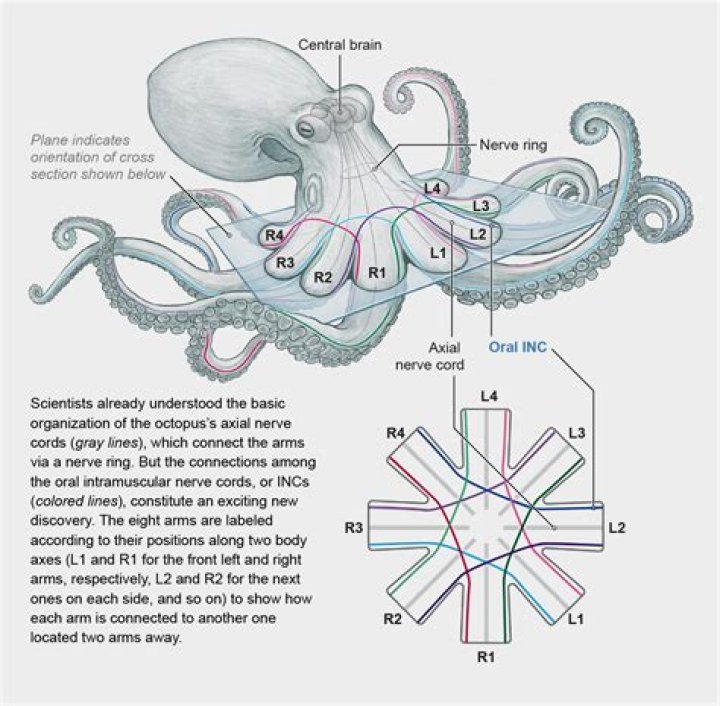 Can an octopus survive losing an arm?