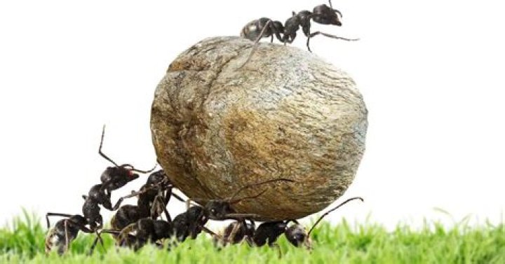 Can ants be trained?