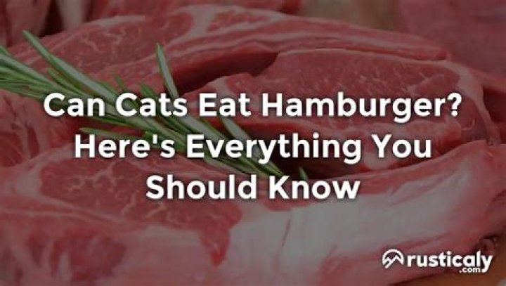 Can cats eat hamburger?