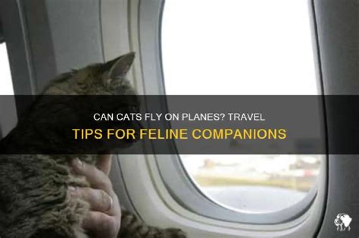 Can cats fly on planes?