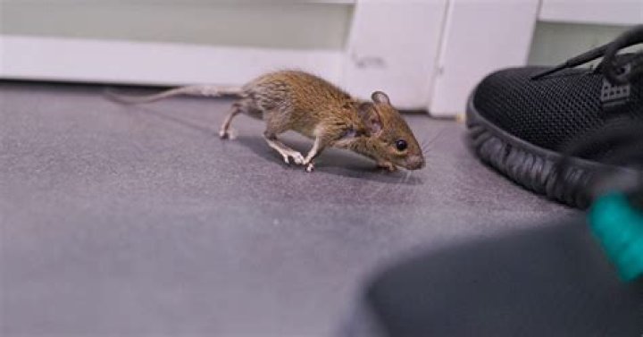 Can dogs hear mice?