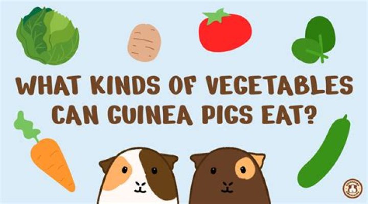Can guinea pigs eat to death?