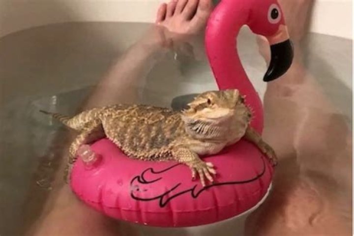 Can I bathe my bearded dragon in tap water?