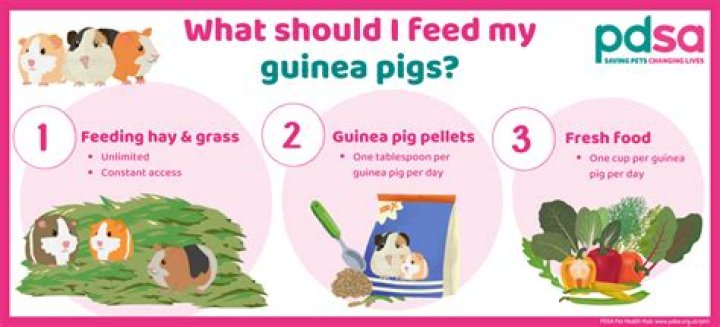 Can I eat my guinea pig?