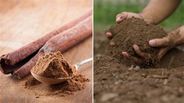Can I mix cinnamon in my soil?