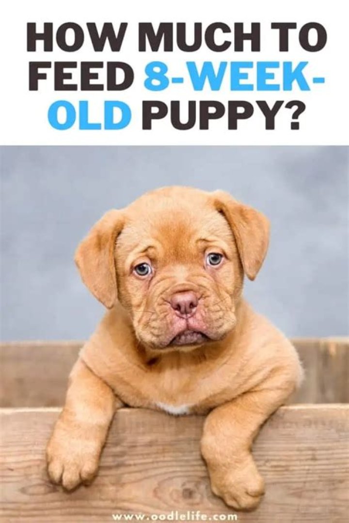 Can I take my 8 week old puppy for a walk?
