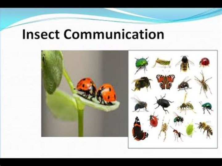 Can insects communicate with each other?