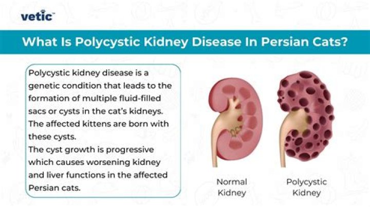 Can lysine cause kidney problems in cats?