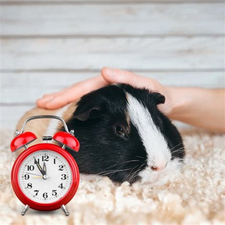 Can my guinea pig sleep with me?