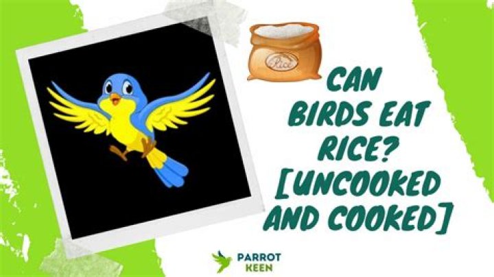 Can you feed cooked rice to birds?