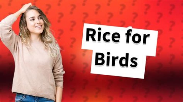 Can you feed rice to birds?