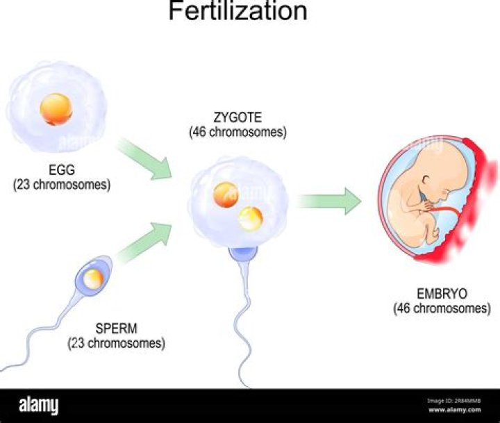 Can you feel when an egg gets fertilized?