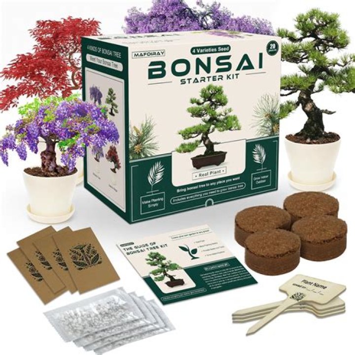 Can you grow a bonsai tree in a terrarium?