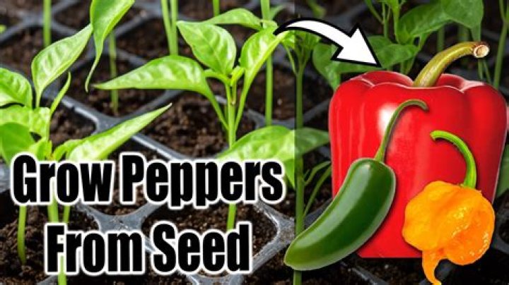 Can you grow peppers from the seeds inside a pepper?