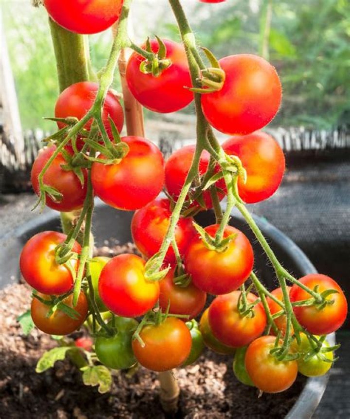 Can you grow tomatoes indoors all year round?