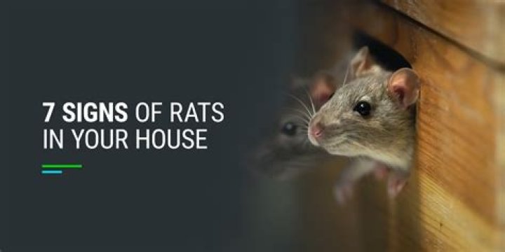Can you have only one rat in your house?