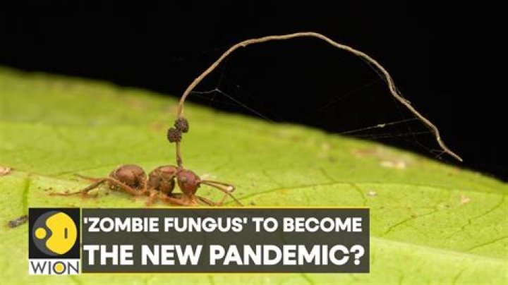 Can zombie flies affect humans?