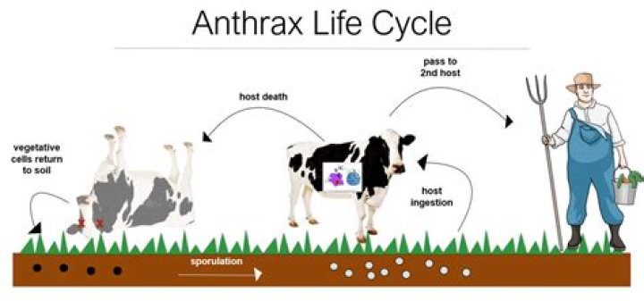 Did Peter know the cow has anthrax?