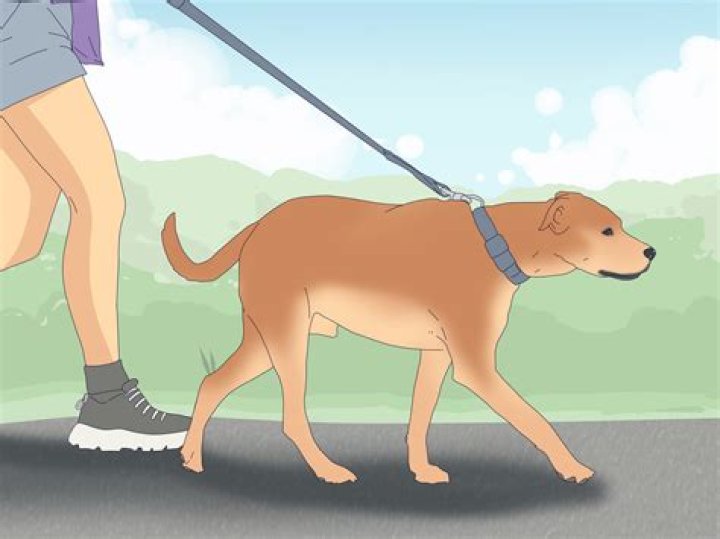 Do animals consent to mating?