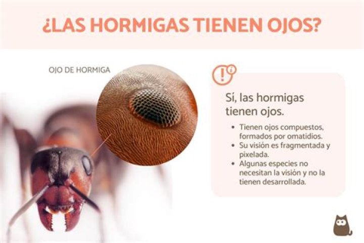 Do ants have compound eyes?