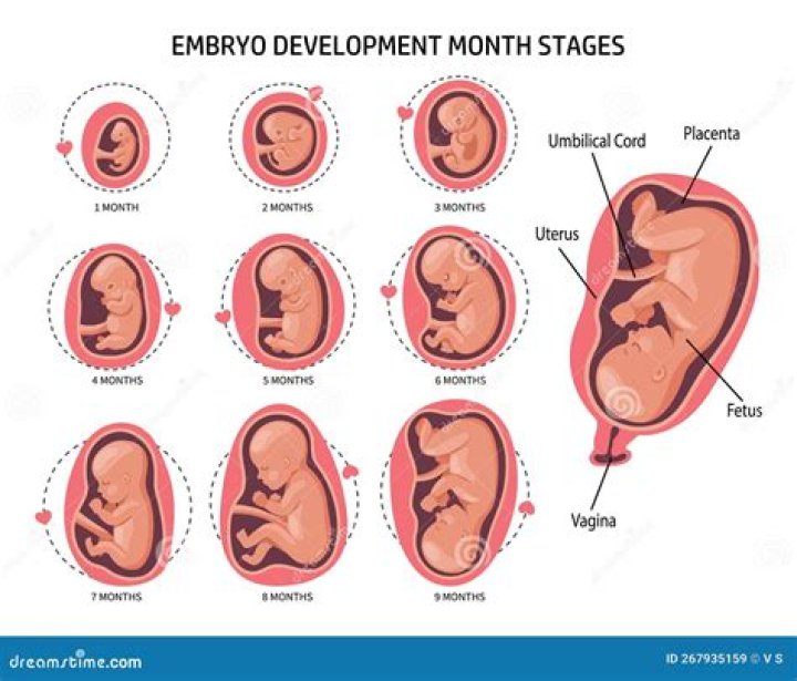 Do babies in the womb float?