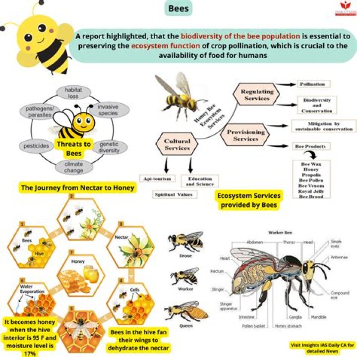 Do bees puke up honey?