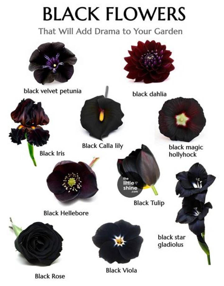 Do black flowers exist?