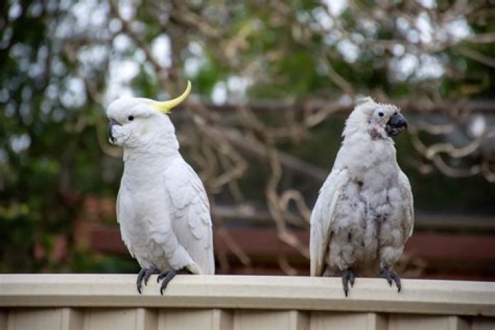 Do broken beaks grow back?